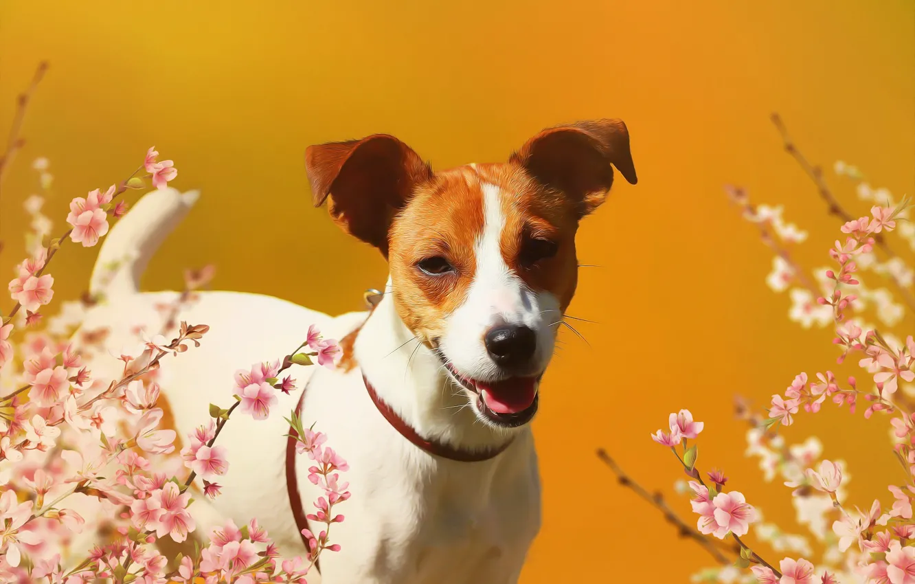 Photo wallpaper look, flowers, background, dog, Jack Russell Terrier