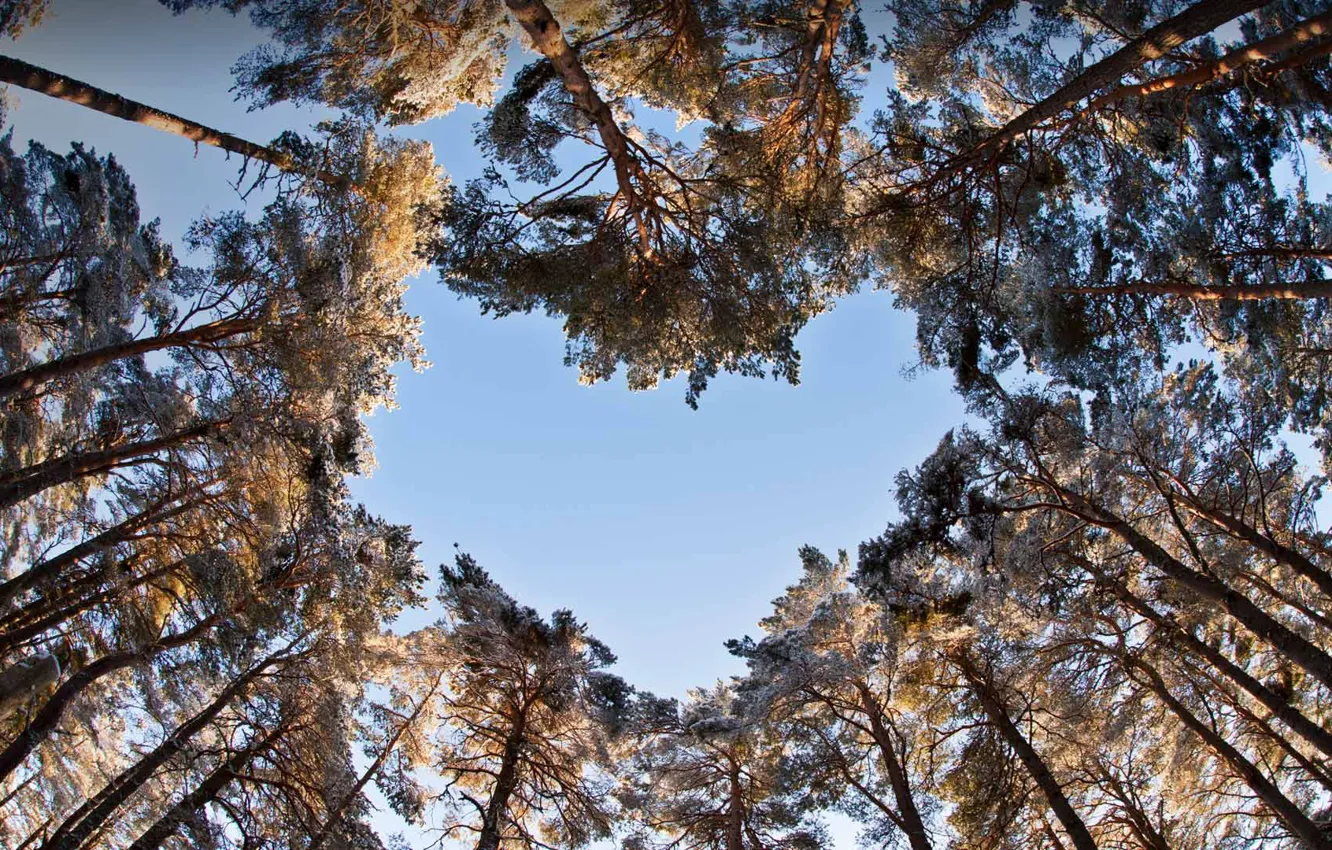 Photo wallpaper trees, the sky, heart, pine