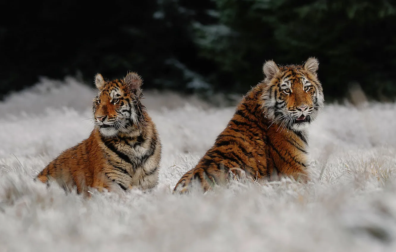 Photo wallpaper winter, frost, forest, grass, snow, nature, tiger, a couple