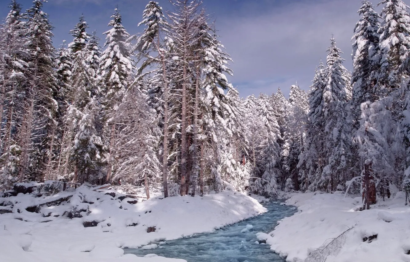 Photo wallpaper winter, snow, trees, Washington, Washington, Mount Rainier National Park, National Park mount Rainier