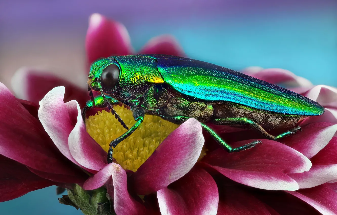 Photo wallpaper macro, flowers, red, green, beetle, petals, insect, shiny