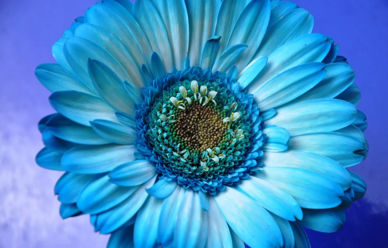 Photo wallpaper flowers, nature, petals, gerbera