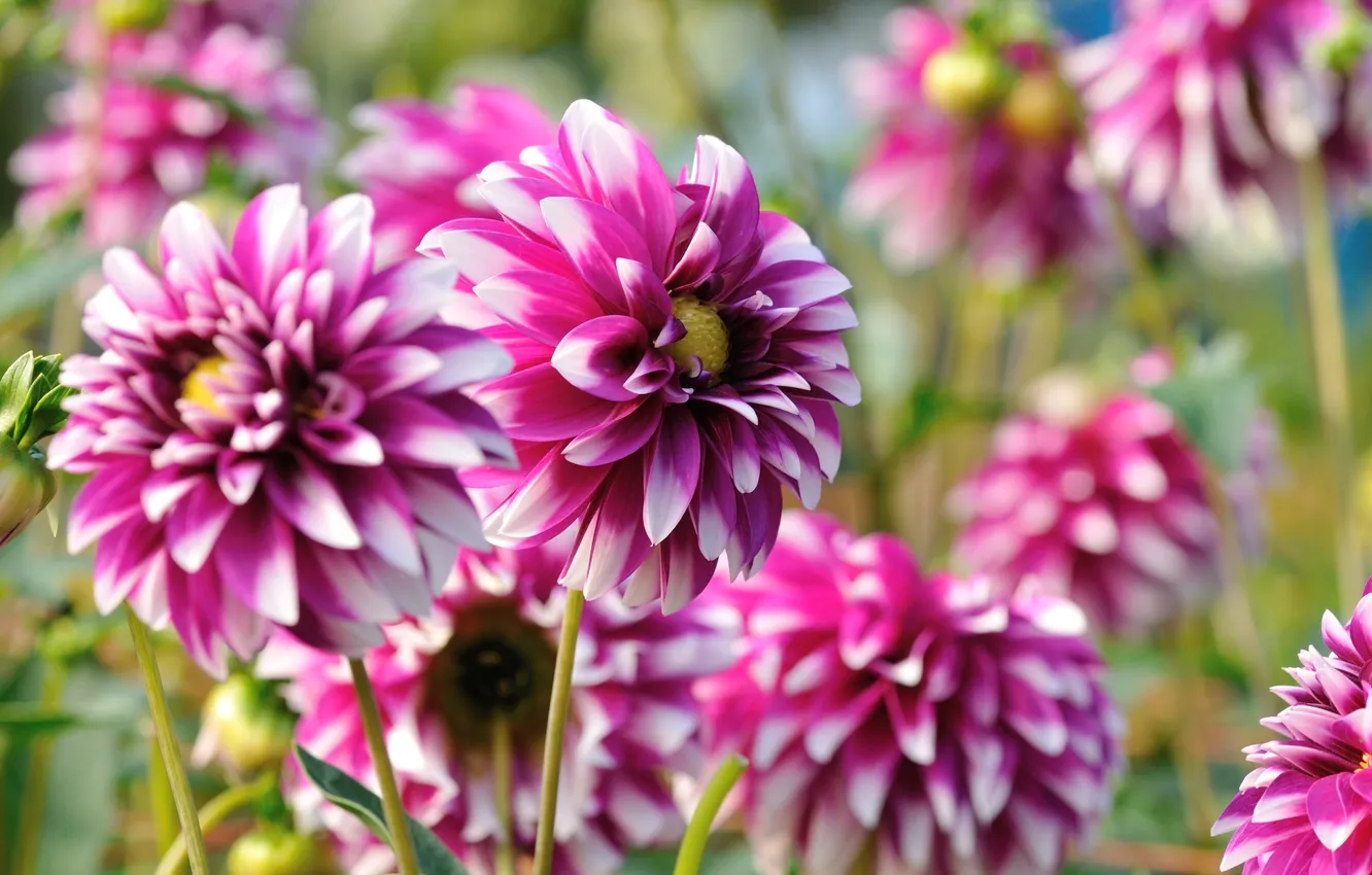 Photo wallpaper flowers, bright, buds, flowering, flowers, bright, dahlias, bloom