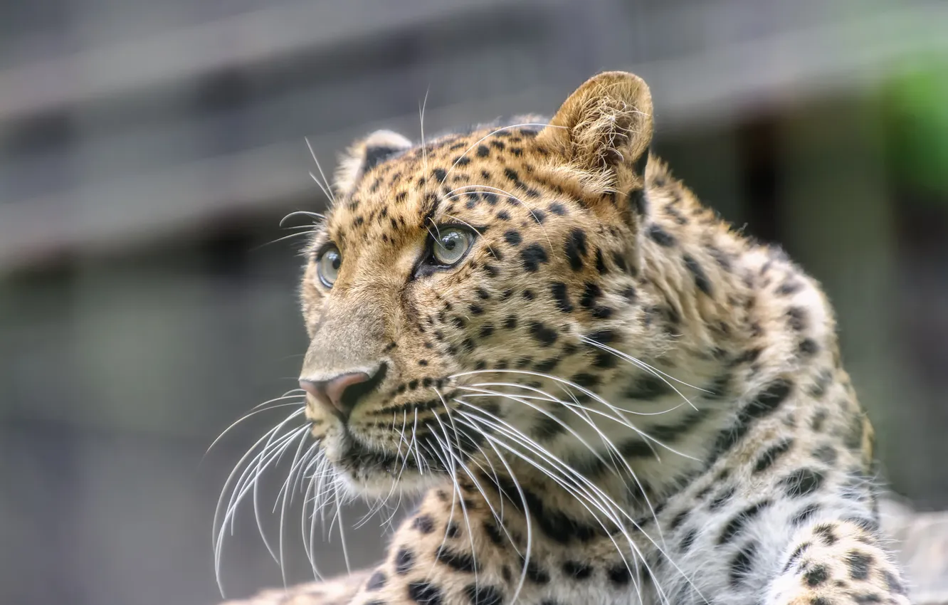 Photo wallpaper cat, look, face, leopard, Amur