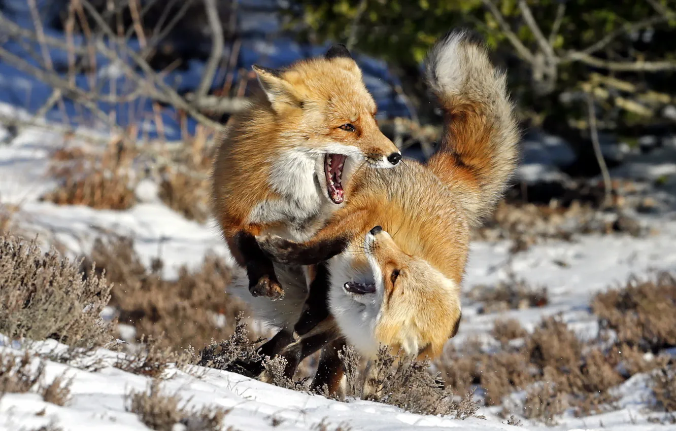 Photo wallpaper winter, nature, Fox