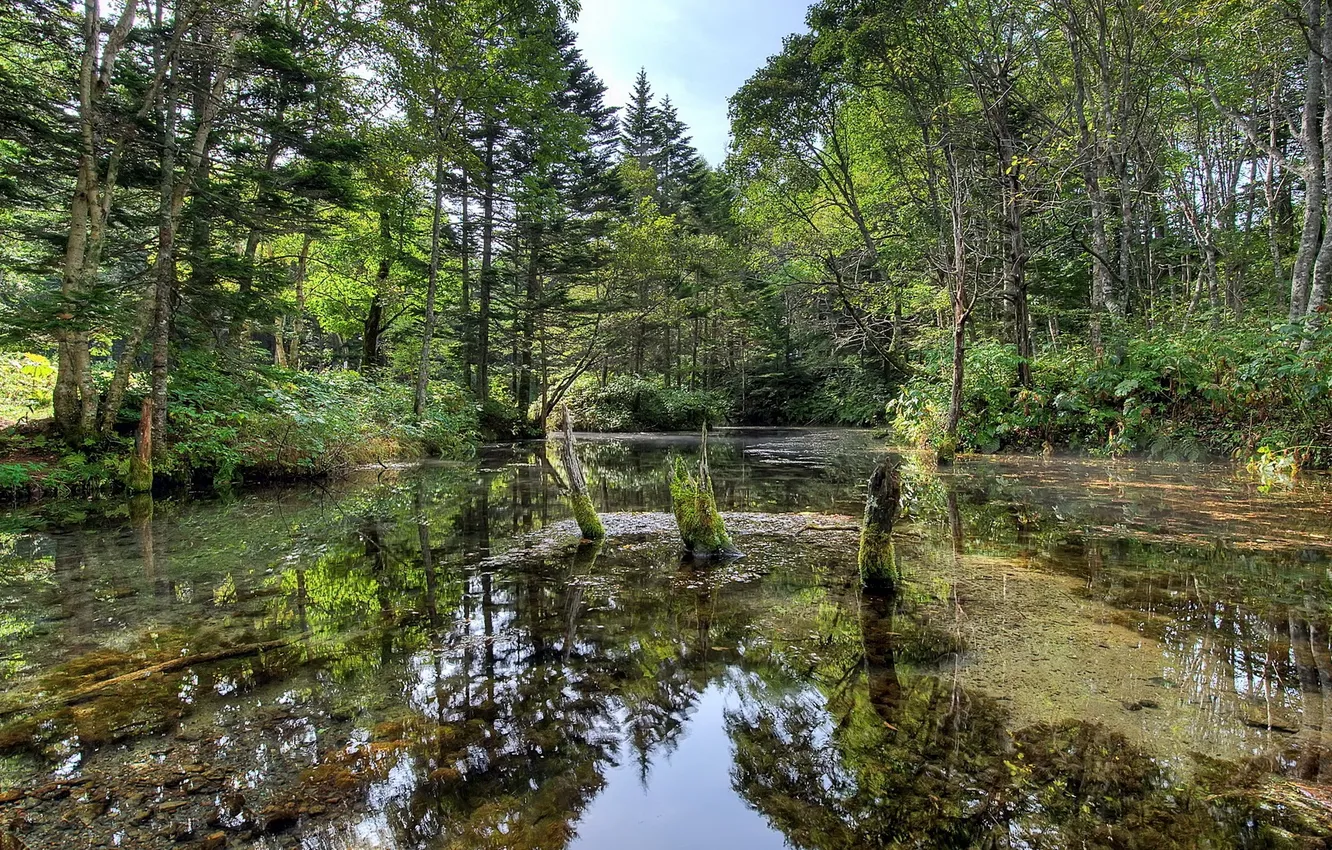 Photo wallpaper trees, wood, vegetation, swamp, standing water