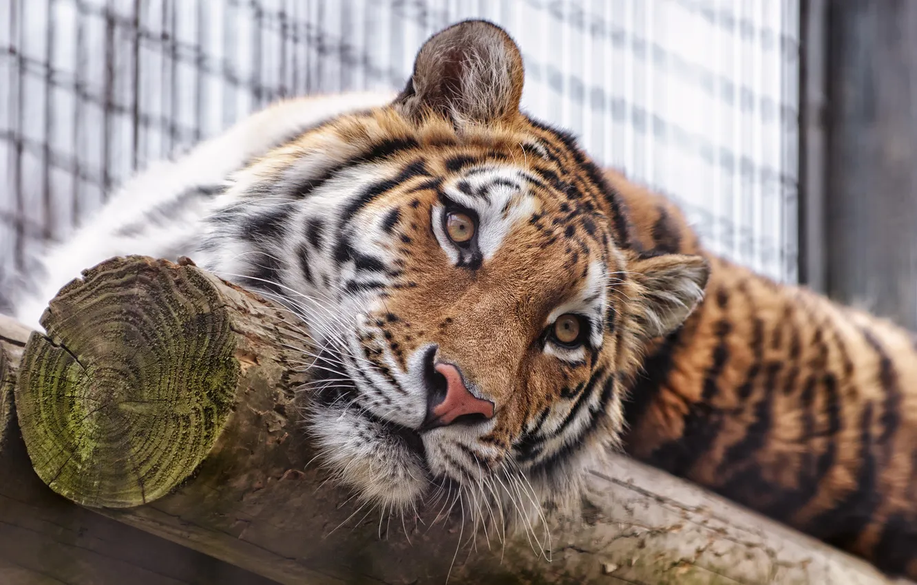 Photo wallpaper look, face, tiger, Amur