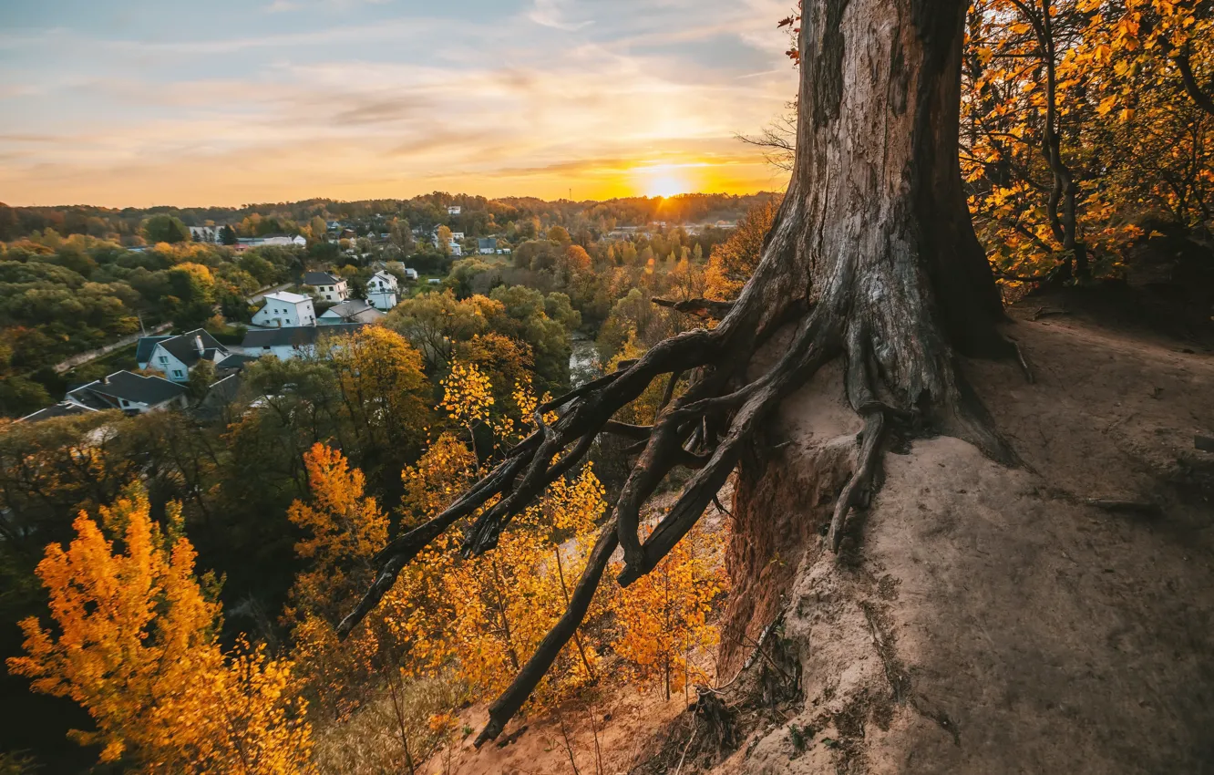 Photo wallpaper autumn, trees, roots