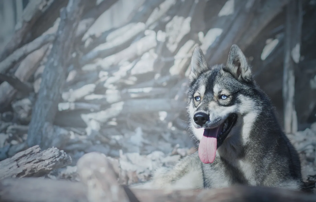 Photo wallpaper language, dog, husky