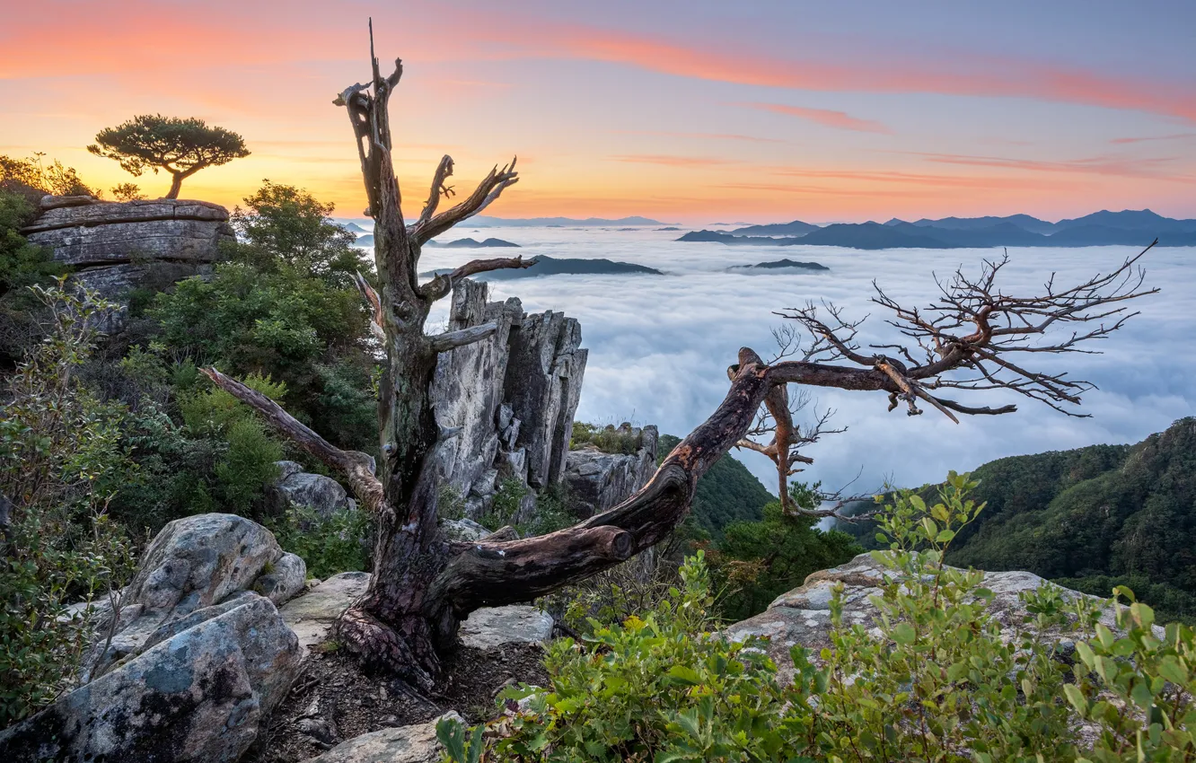 Photo wallpaper clouds, landscape, mountains, nature, vegetation, snag, South Korea, reserve