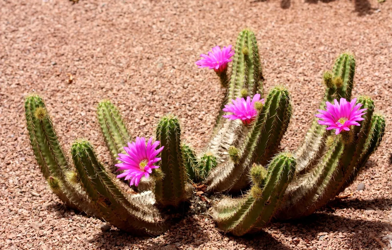 Photo wallpaper desert, petals, cactus