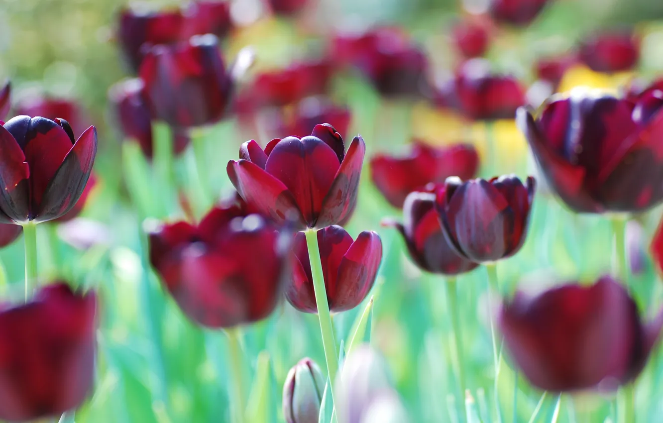Photo wallpaper spring, tulips, flowerbed, Burgundy