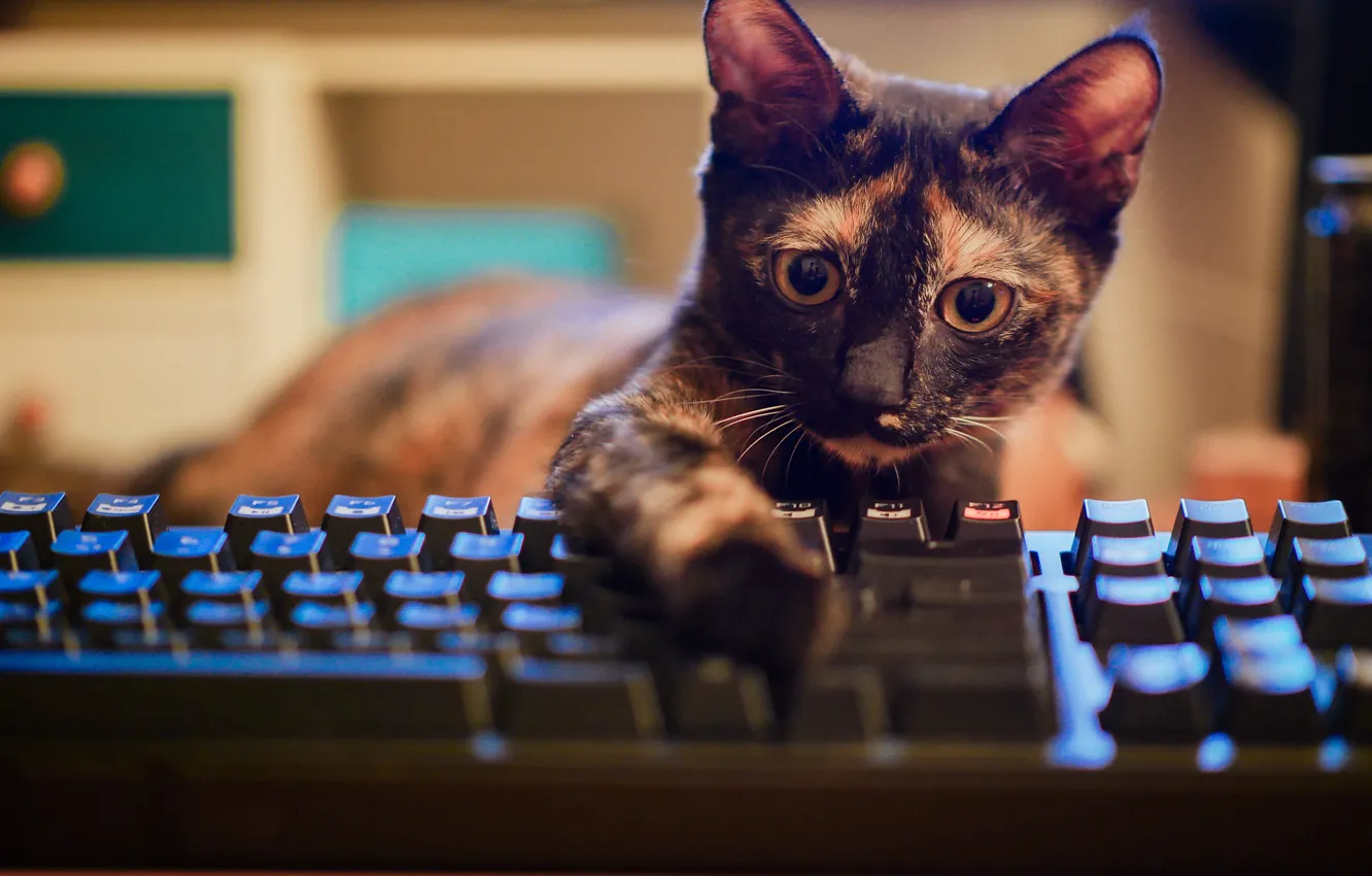 Photo wallpaper eyes, keyboard, kitty