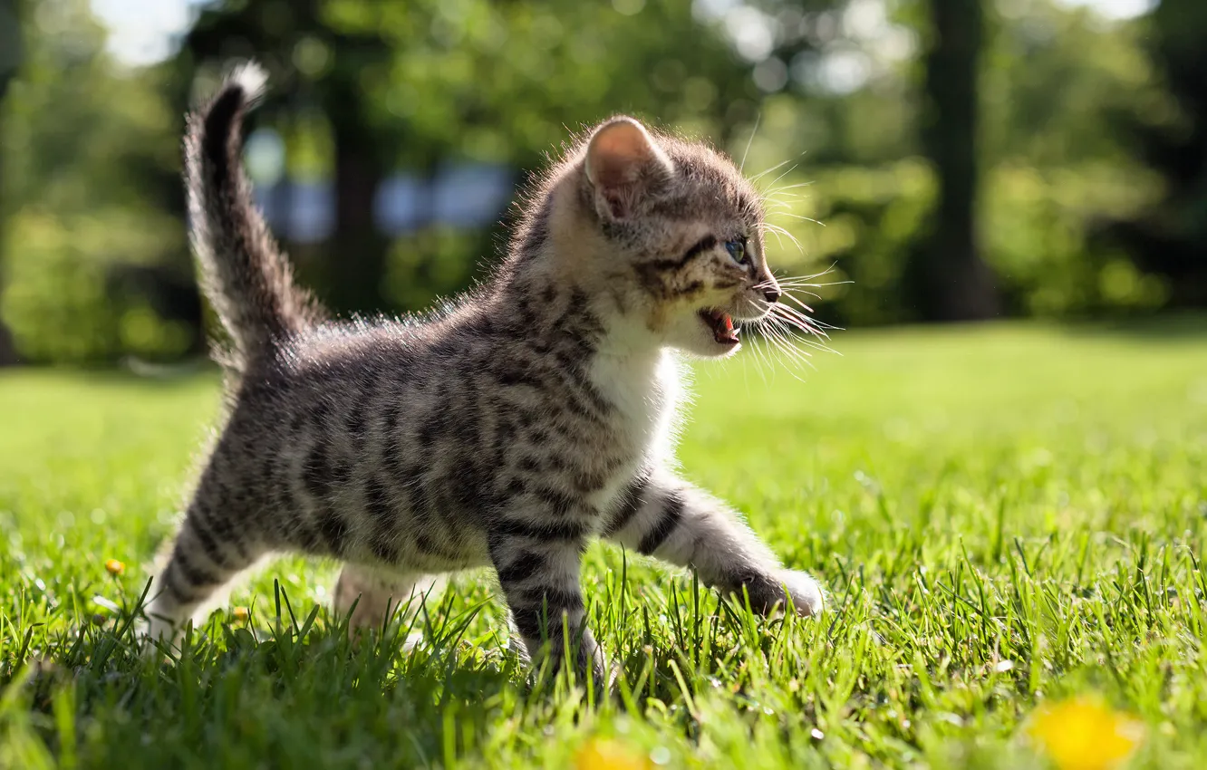 Photo wallpaper grass, nature, small, walk, kitty