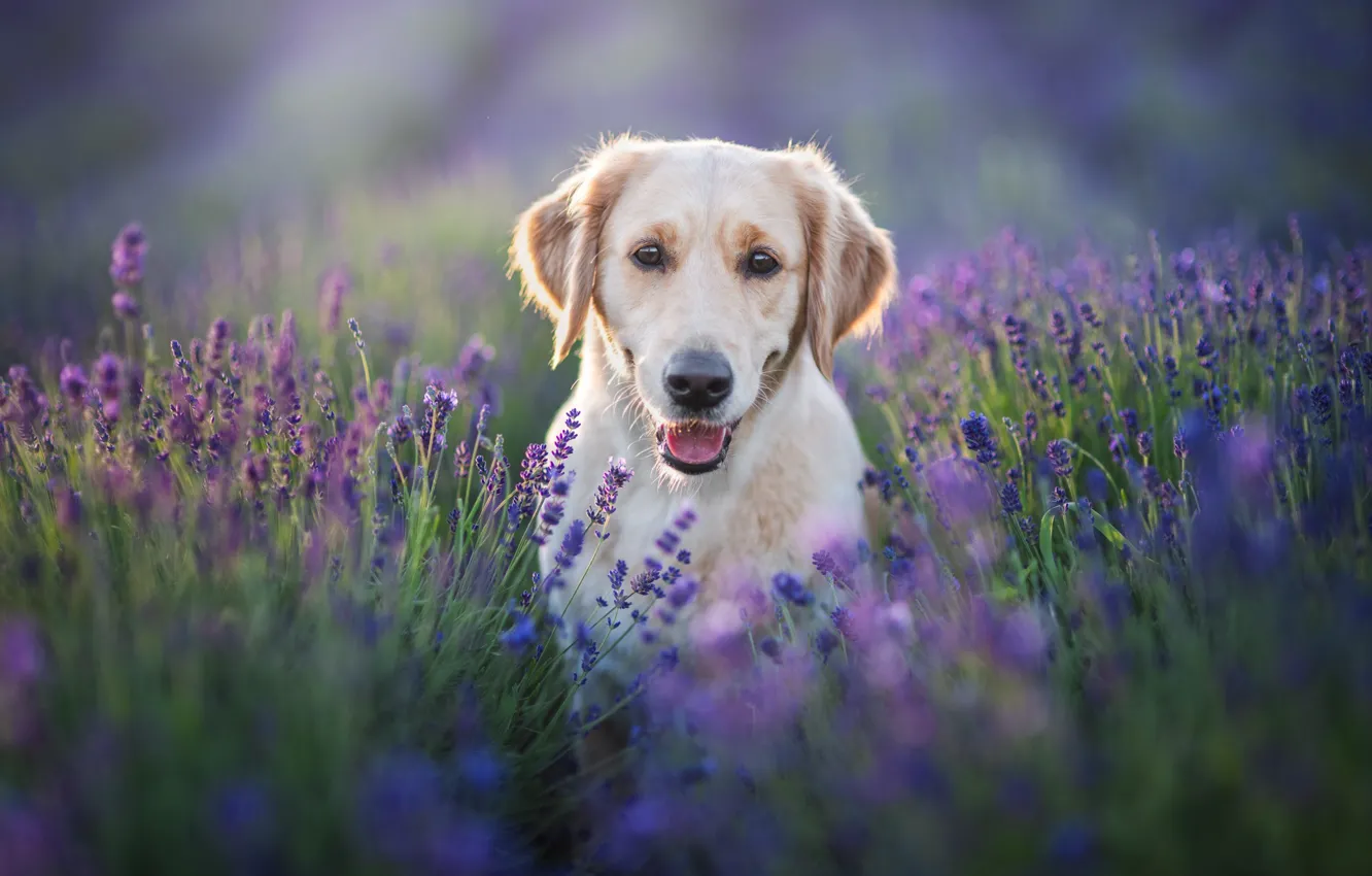 Photo wallpaper look, face, dog, lavender, Labrador Retriever