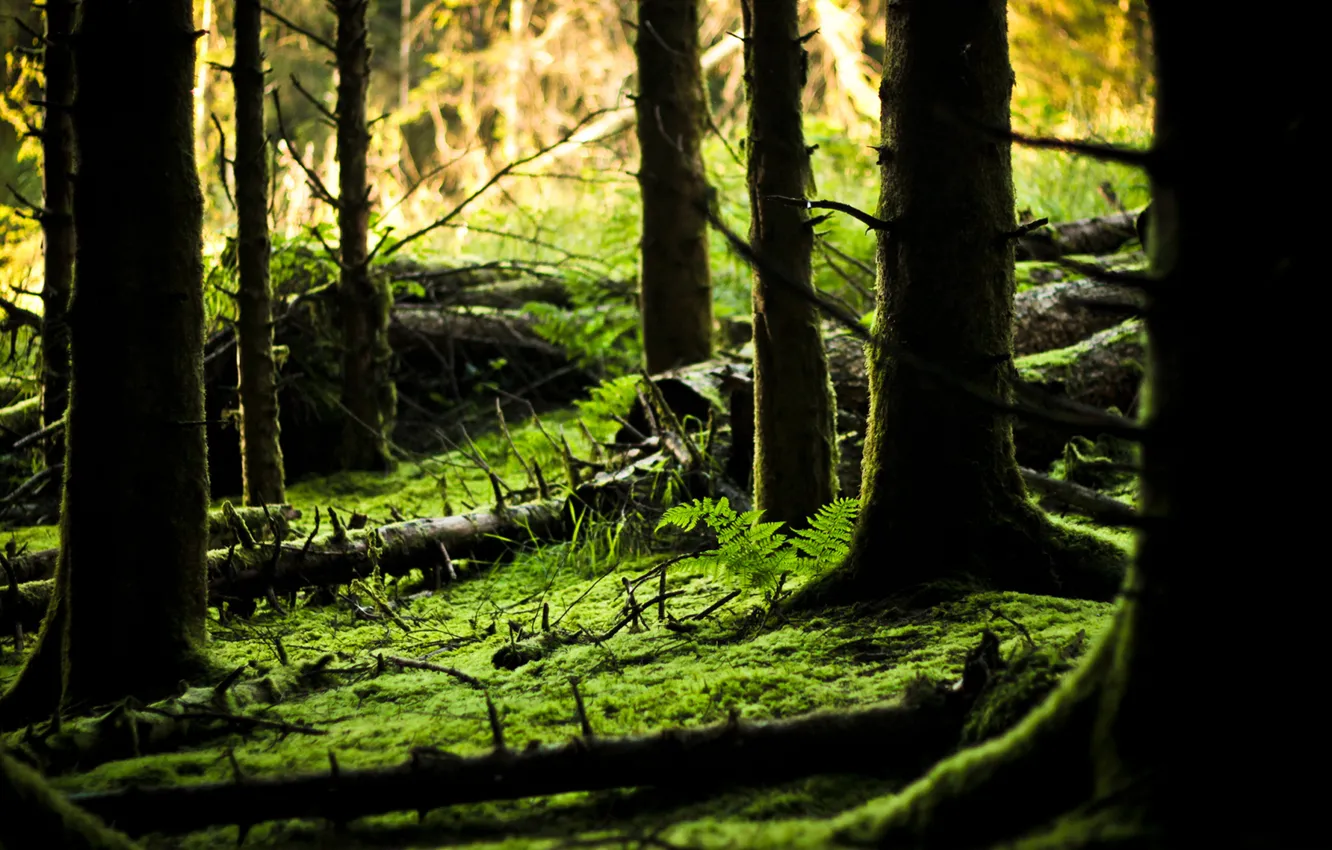 Photo wallpaper forest, light, nature