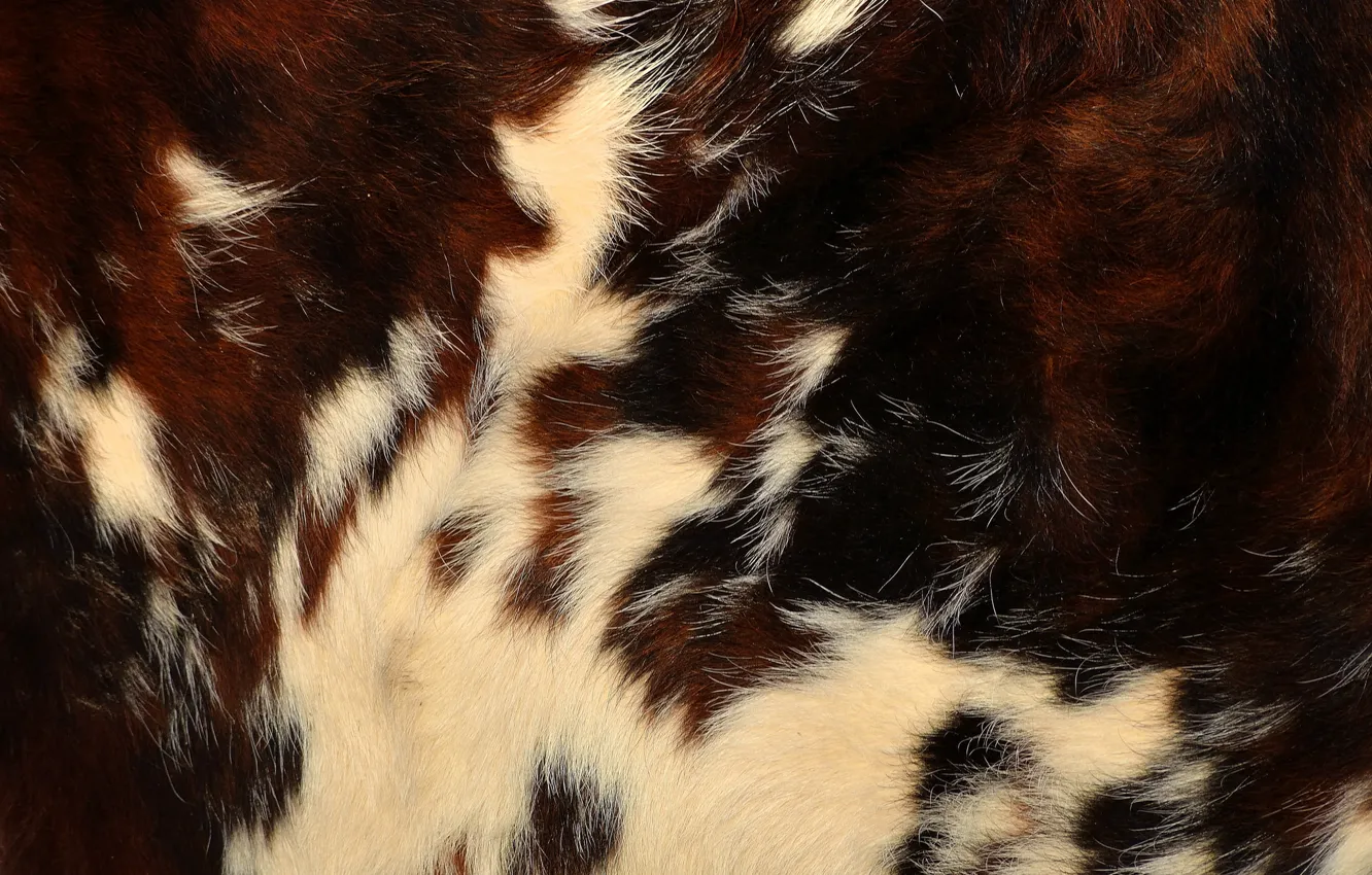 Photo wallpaper texture, wool, skin, fur