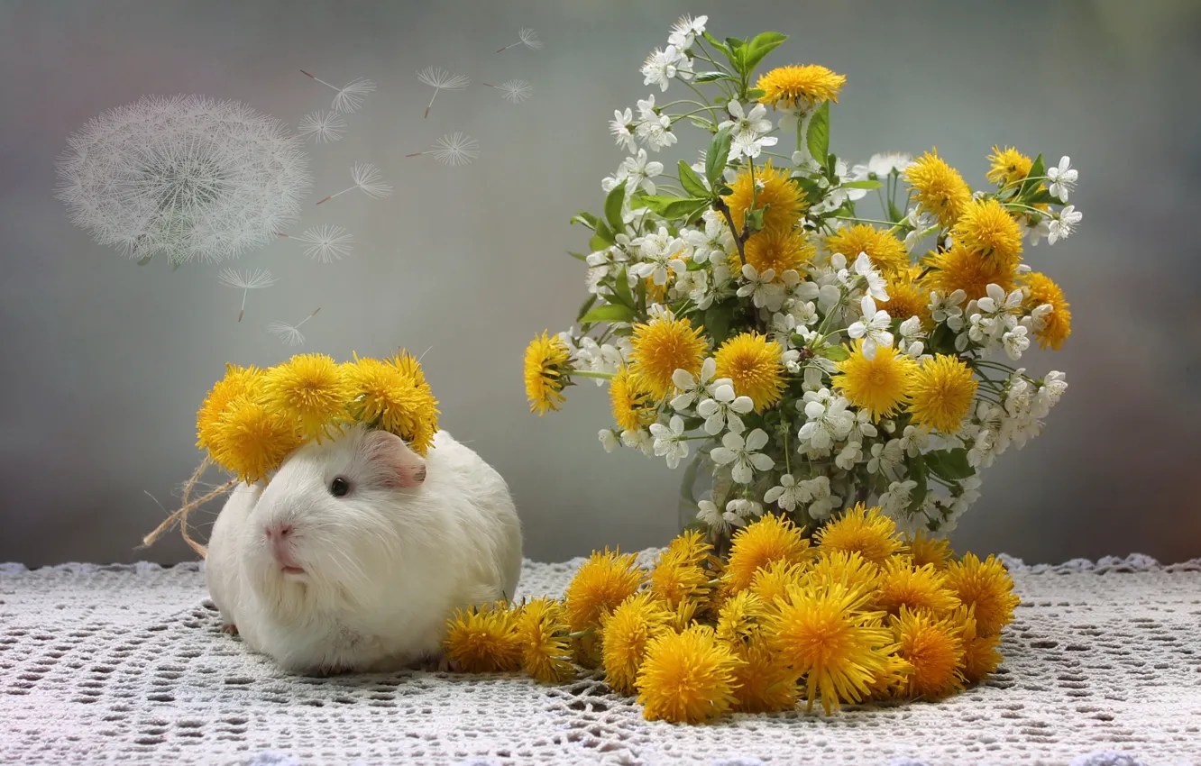 Photo wallpaper flowers, cherry, dandelion, Guinea pig, fuzzes