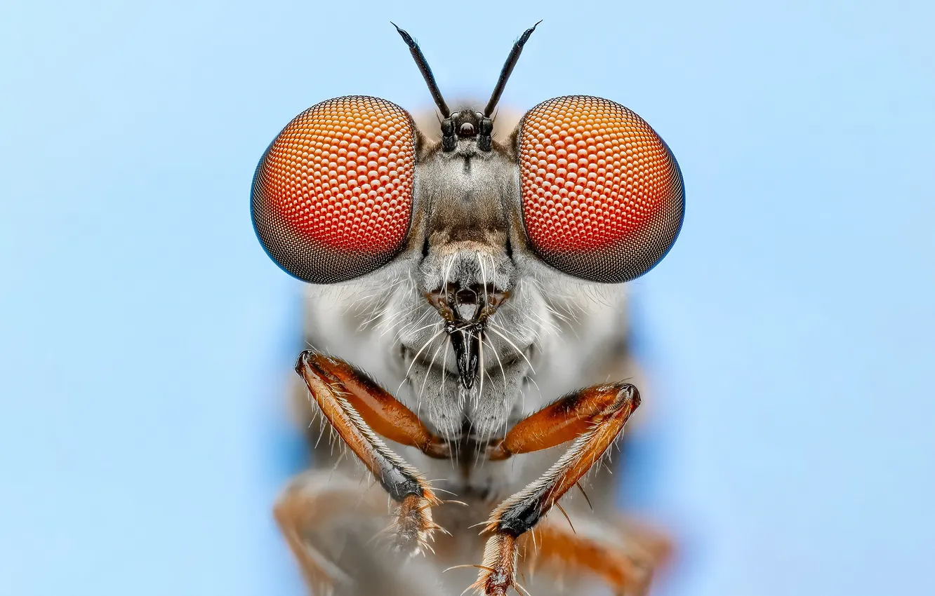 Photo wallpaper eyes, macro, legs, insect, antennae