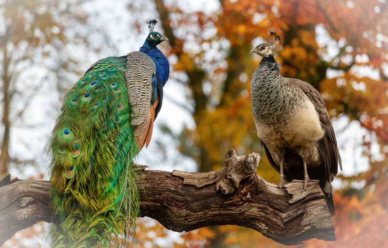 Photo wallpaper bird, peacock