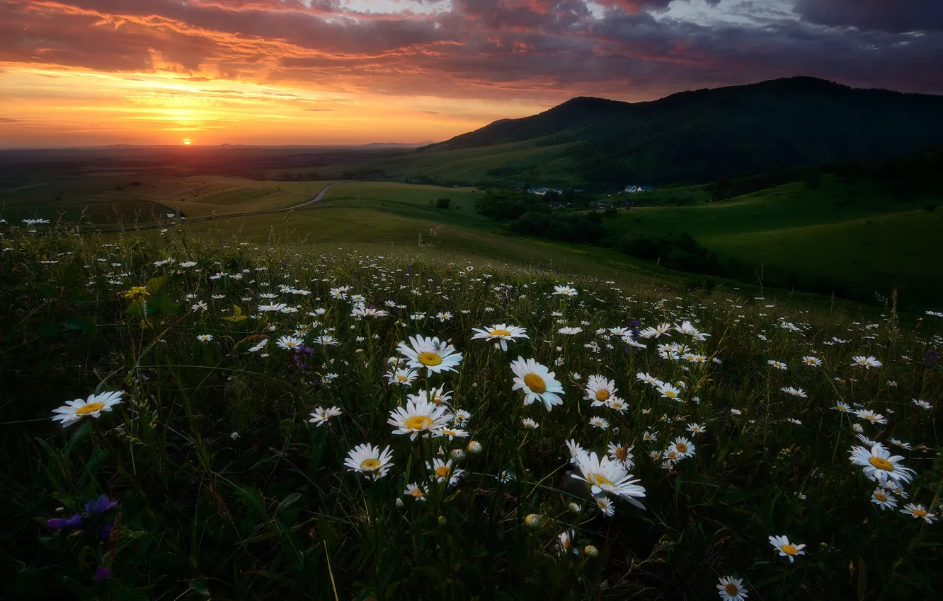 Photo wallpaper field, summer, the sky, landscape, sunset, flowers, mountains, clouds