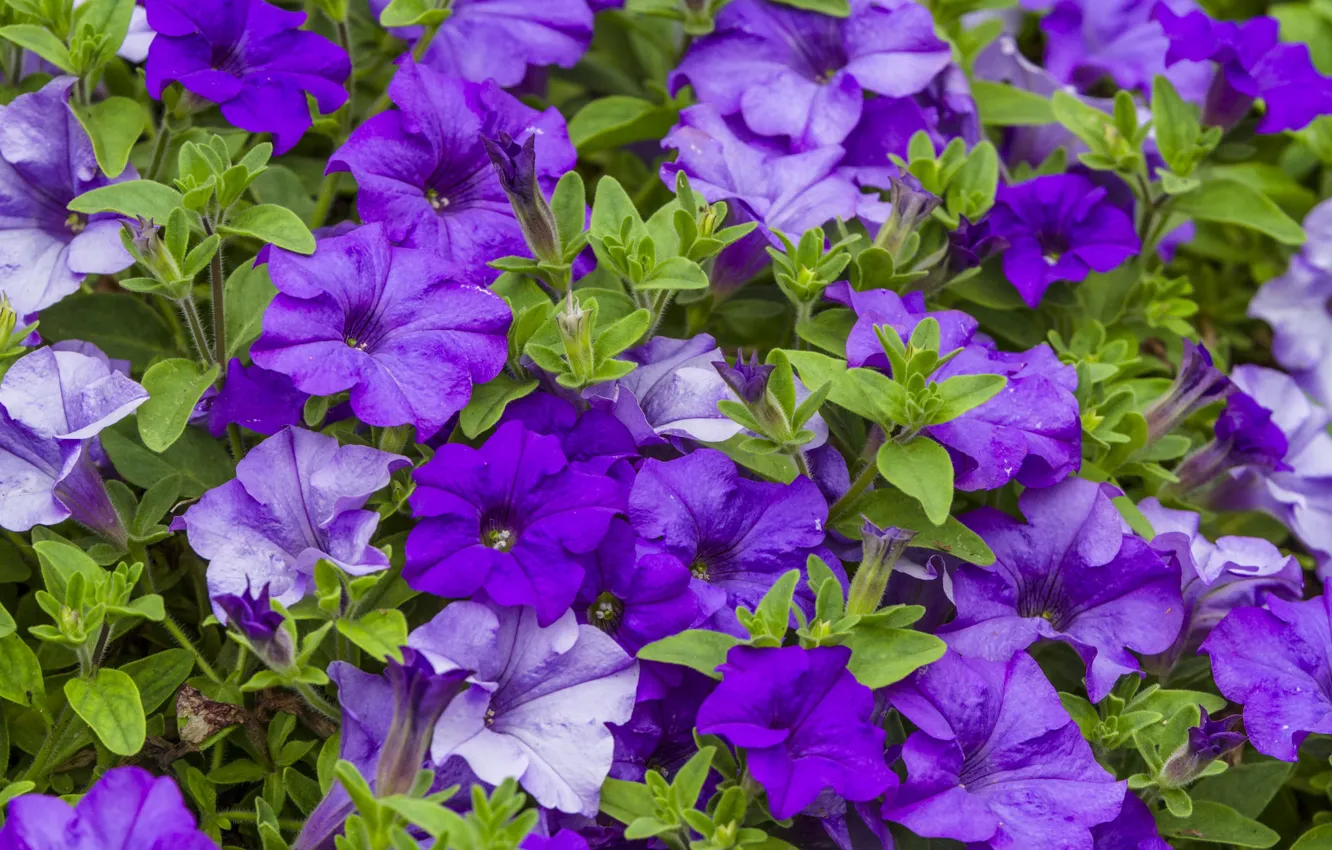 Photo wallpaper macro, lilac, Petunia