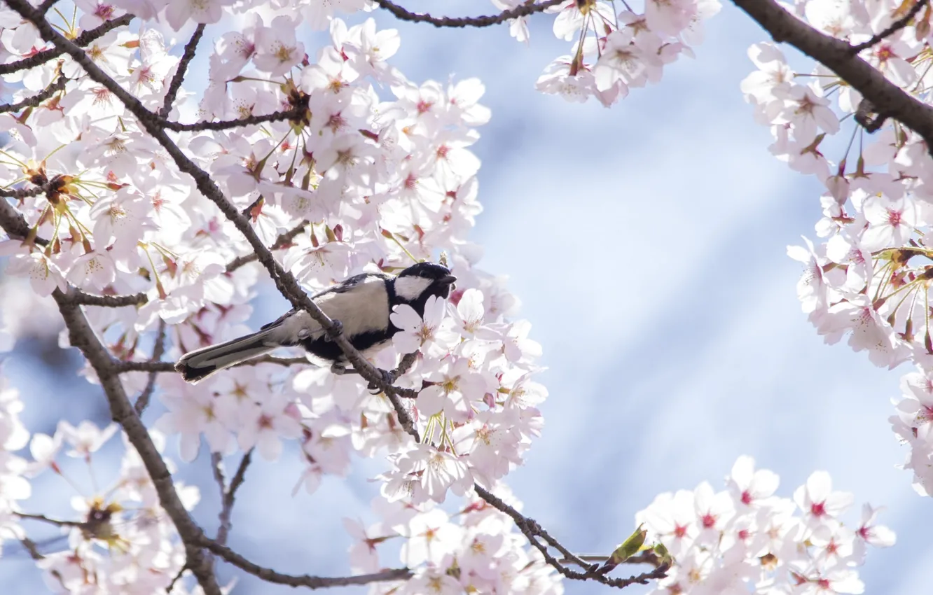 Photo wallpaper cherry, tree, bird, spring, Sakura, tit