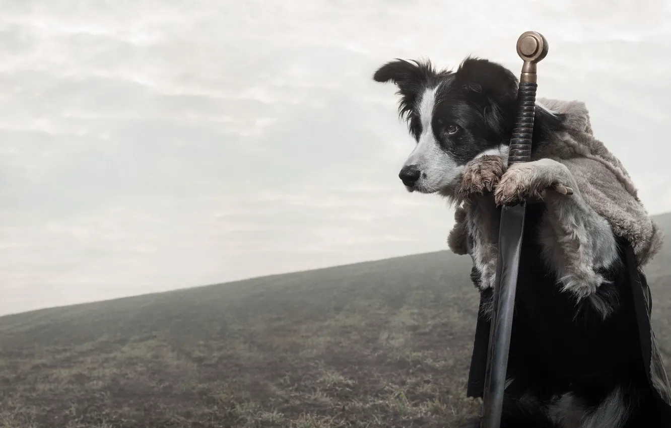 Photo wallpaper look, each, dog, sword