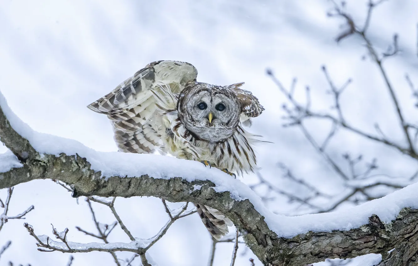 Photo wallpaper winter, look, snow, trees, branches, owl, bird, wings