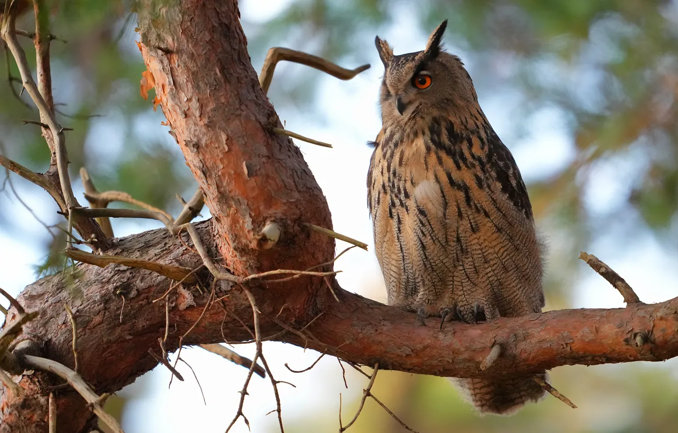 Photo wallpaper trees, branches, nature, owl, bird, owl