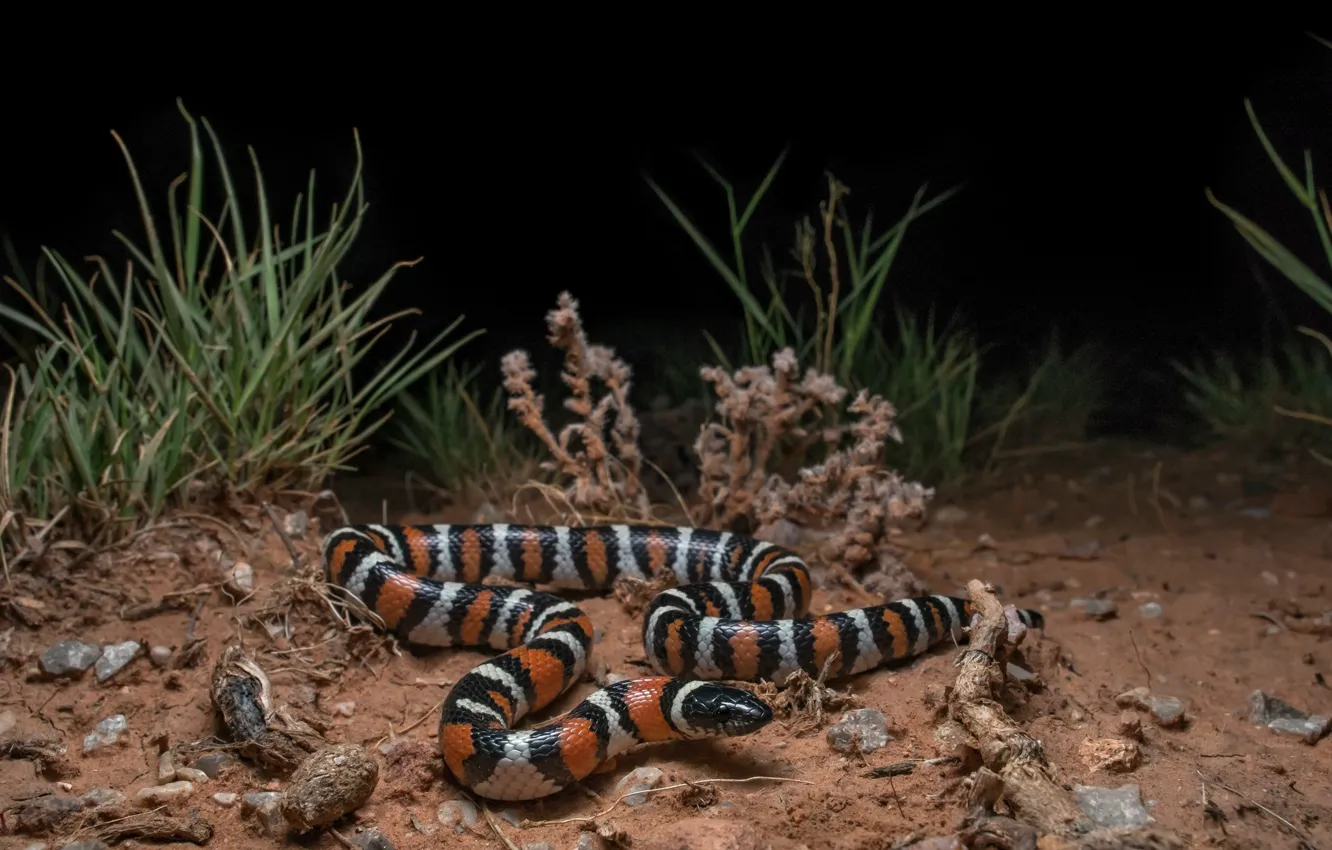 Photo wallpaper grass, strips, nature, snake