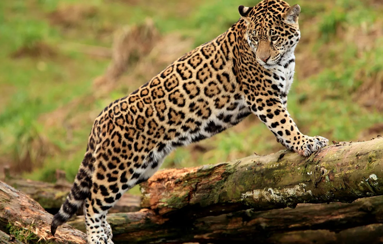 Photo wallpaper face, paws, Jaguar, log, is, looks, jaguar, young