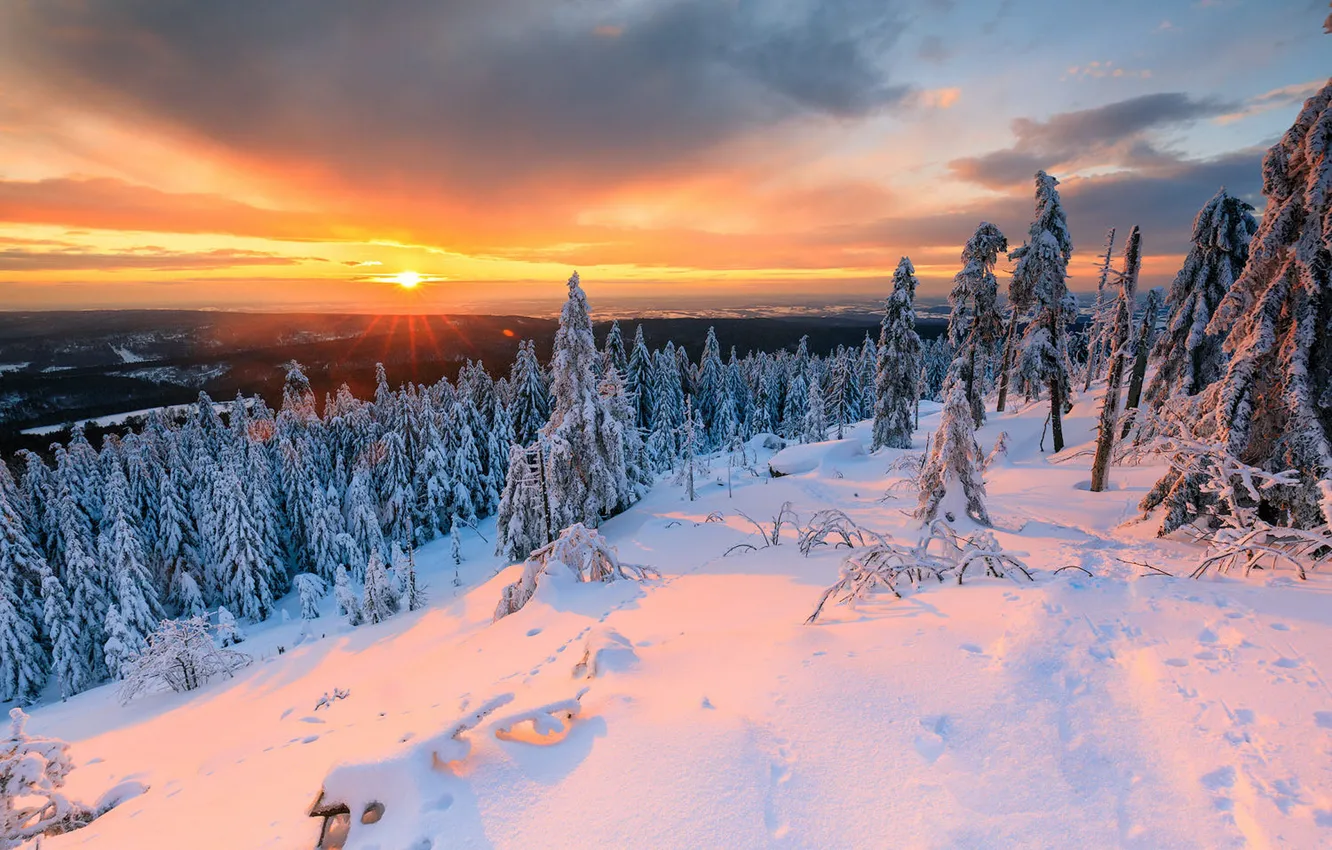 Photo wallpaper winter, forest, the sky, the sun, clouds, rays, light, snow