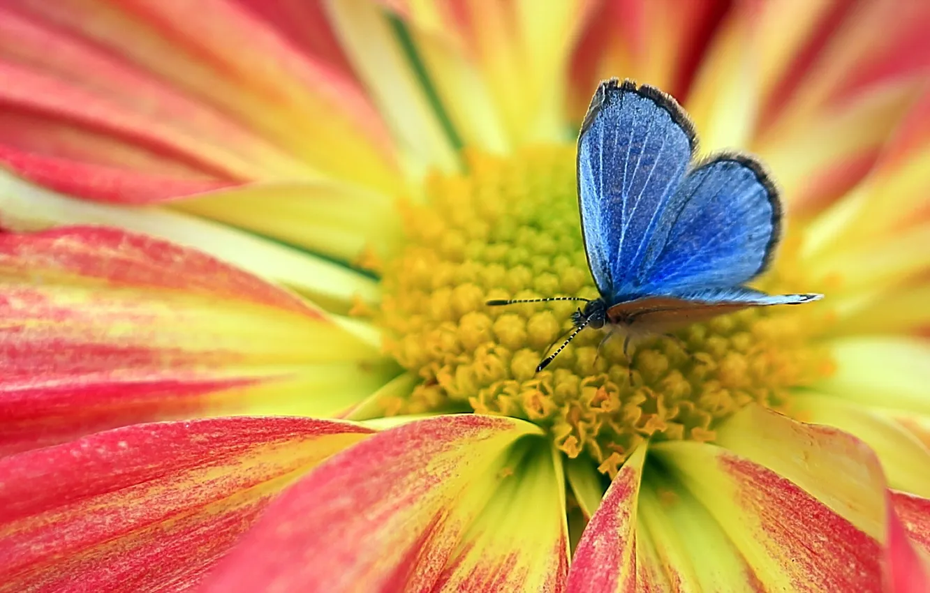 Photo wallpaper flower, nature, butterfly