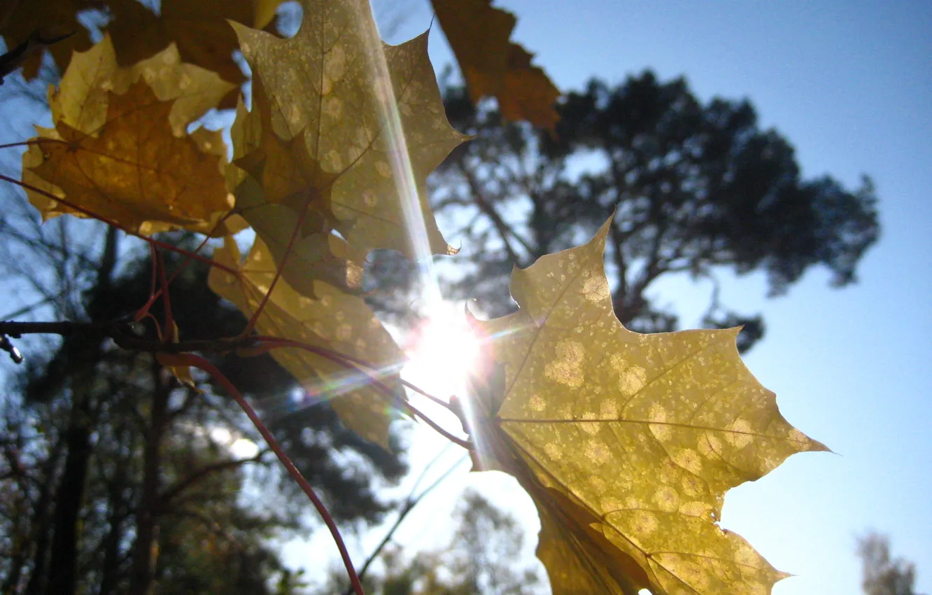 Photo wallpaper autumn, leaves, the sun