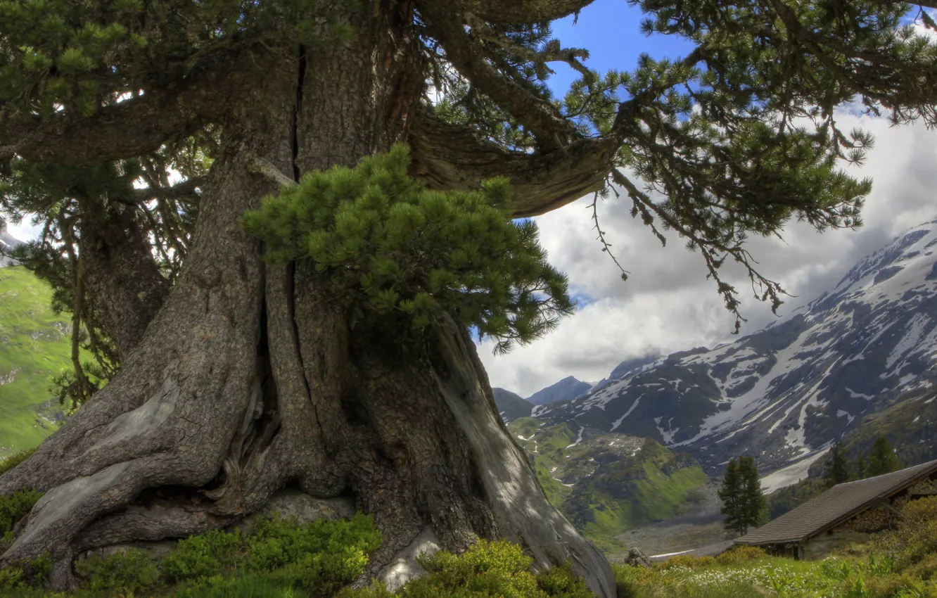 Photo wallpaper clouds, mountain, Trees, oak