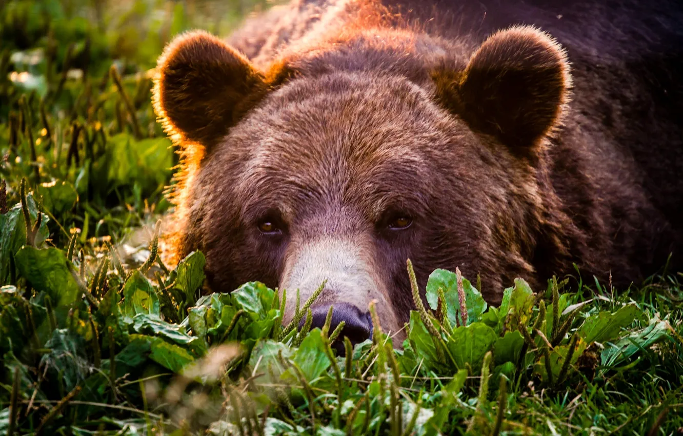Photo wallpaper look, face, bear, grizzly