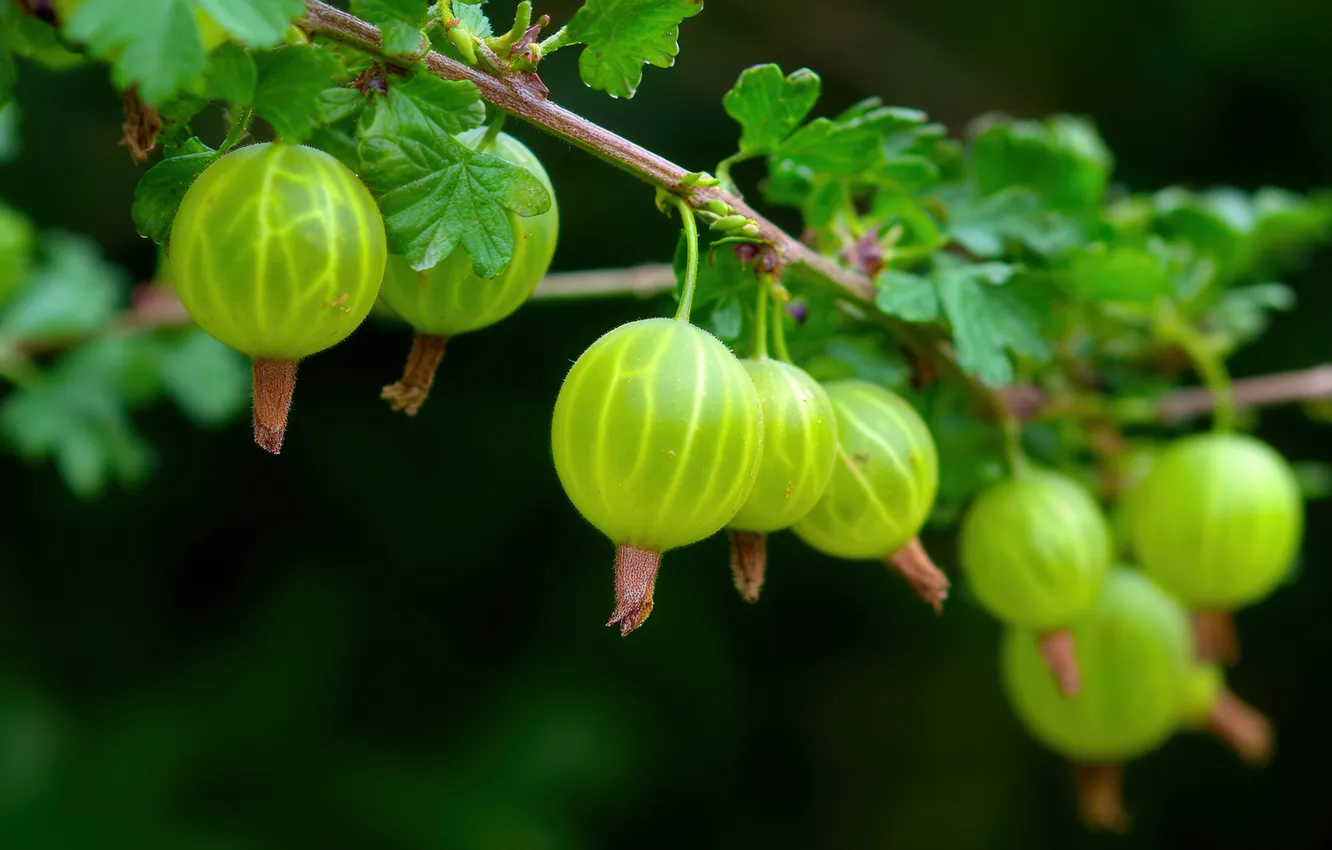Photo wallpaper leaves, branches, berries, the dark background, fruit, gooseberry, bokeh, AI art