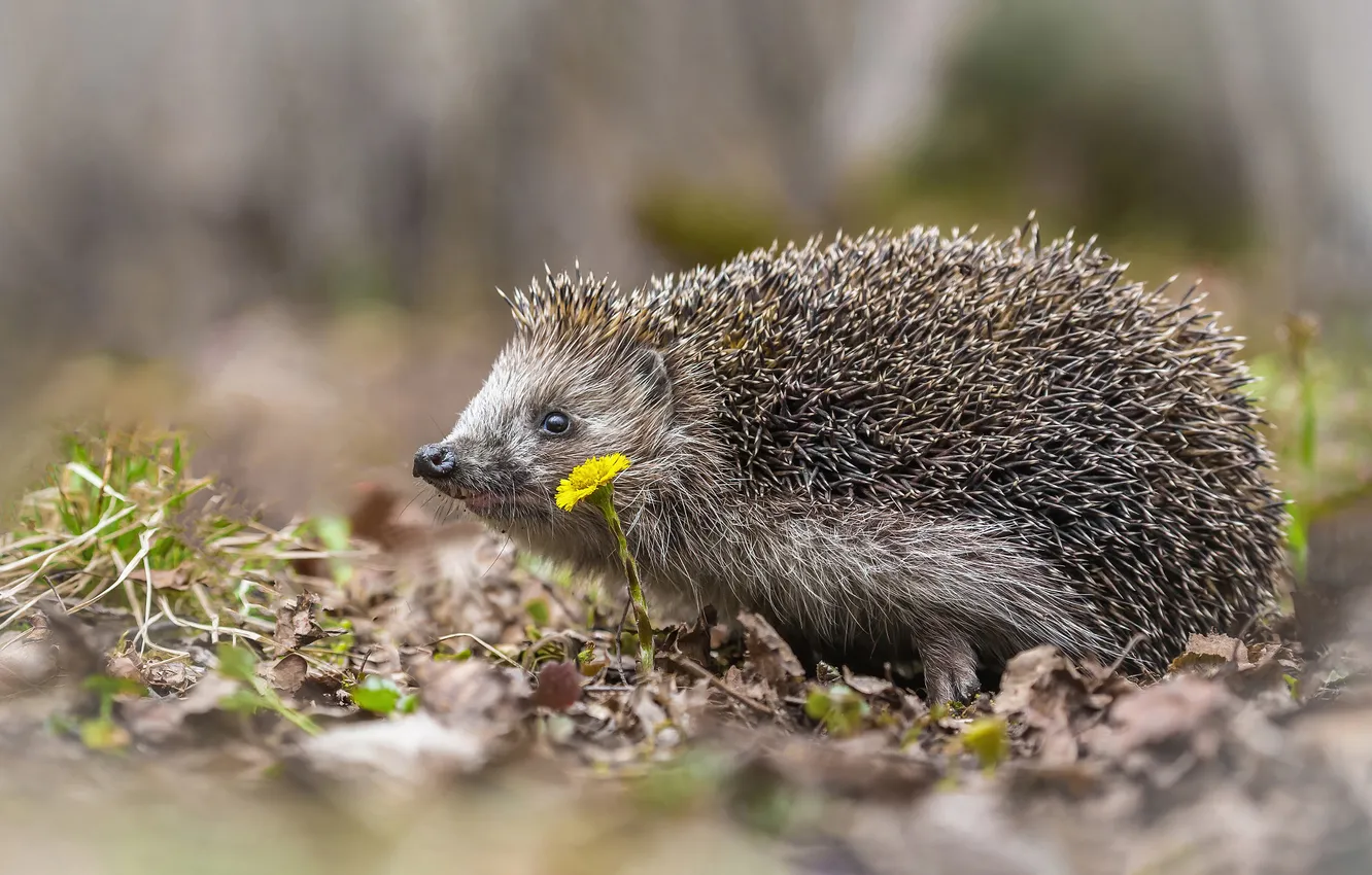 Photo wallpaper look, leaves, flowers, nature, glade, foliage, spring, face