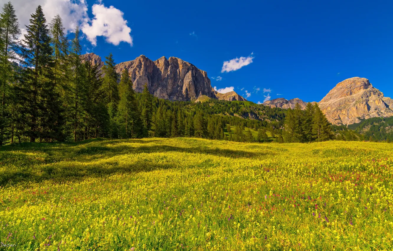 Photo wallpaper forest, the sky, grass, the sun, trees, flowers, mountains, rocks