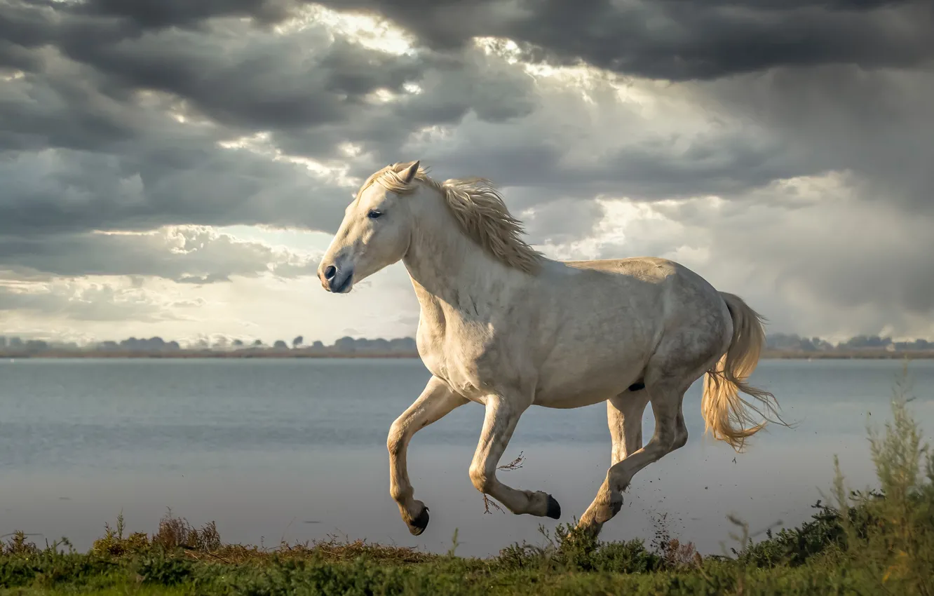 Photo wallpaper horse, horse, running