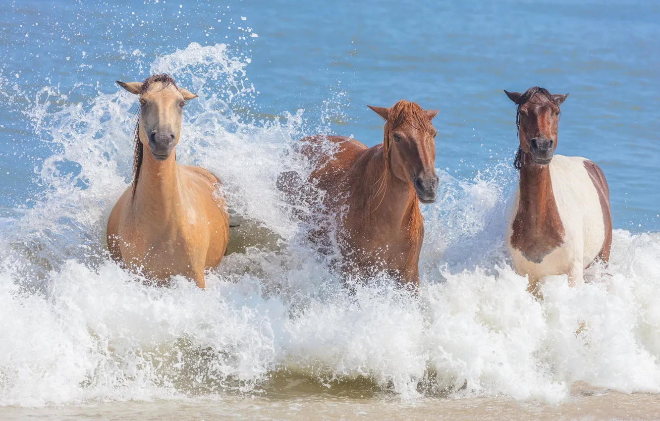Photo wallpaper sea, face, water, squirt, horse, horse, bathing, trio