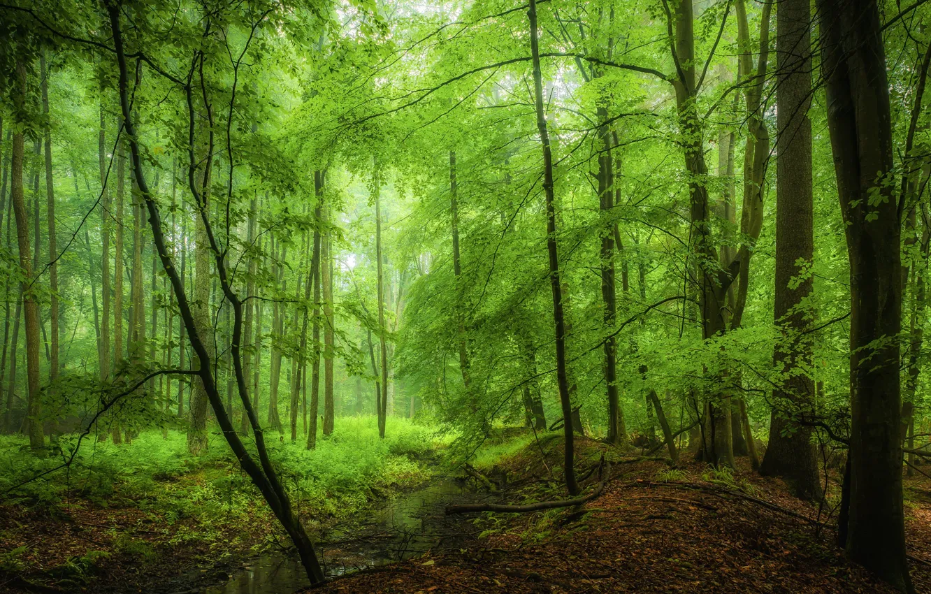 Photo wallpaper greens, forest, trees, morning