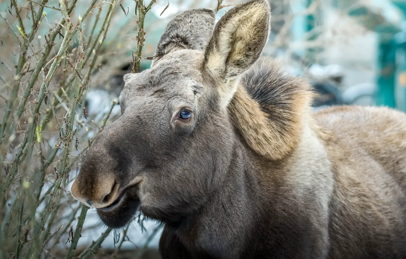 Photo wallpaper nature, background, moose