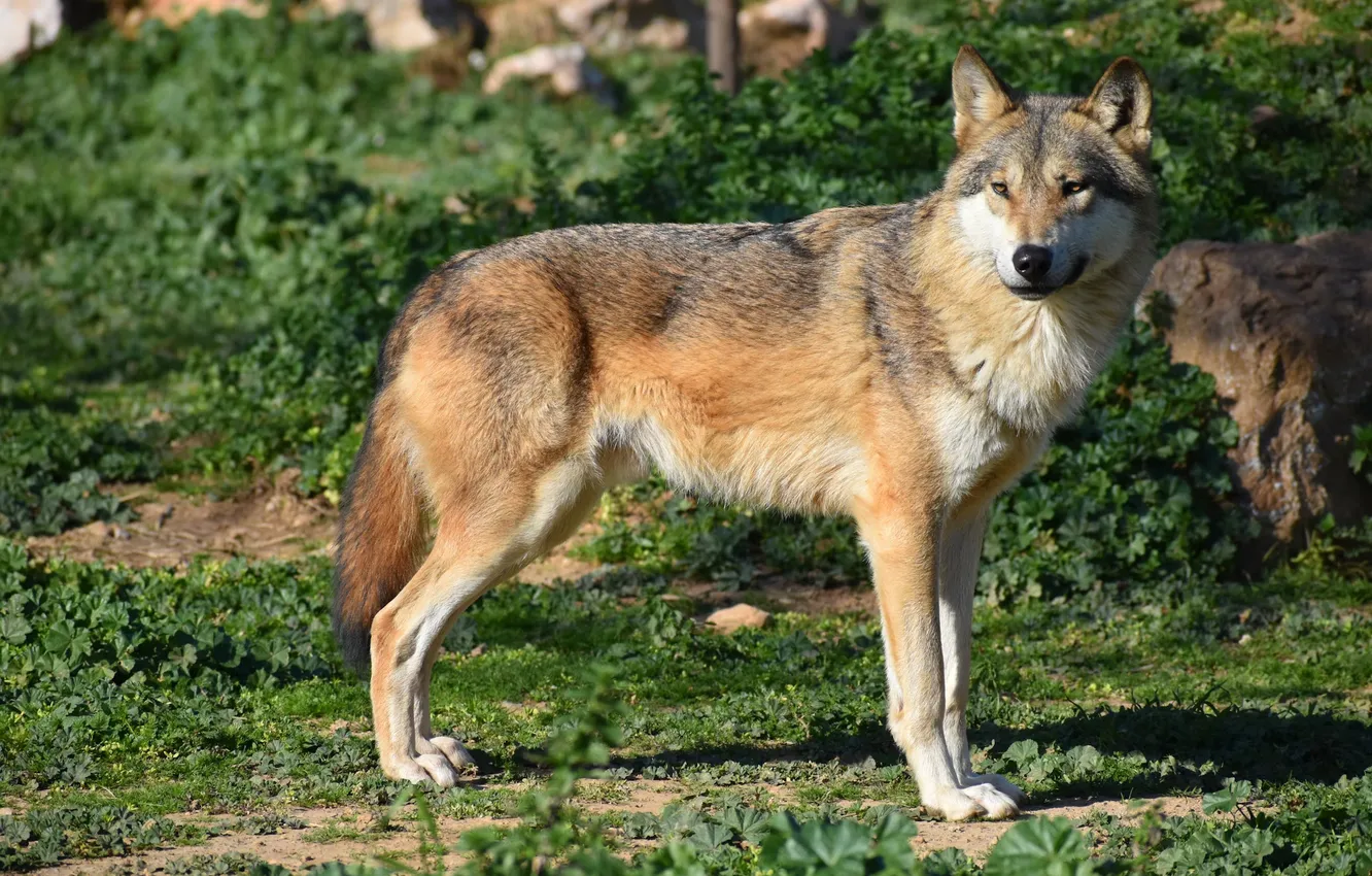 Photo wallpaper nature, predator, animal, wolf, wildlife, portrait, portrait., Canis lupus. face