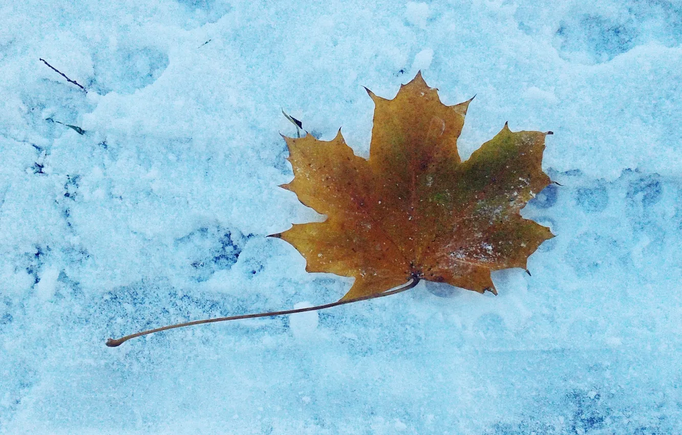 Photo wallpaper the first snow, November 2024, landscape, maple