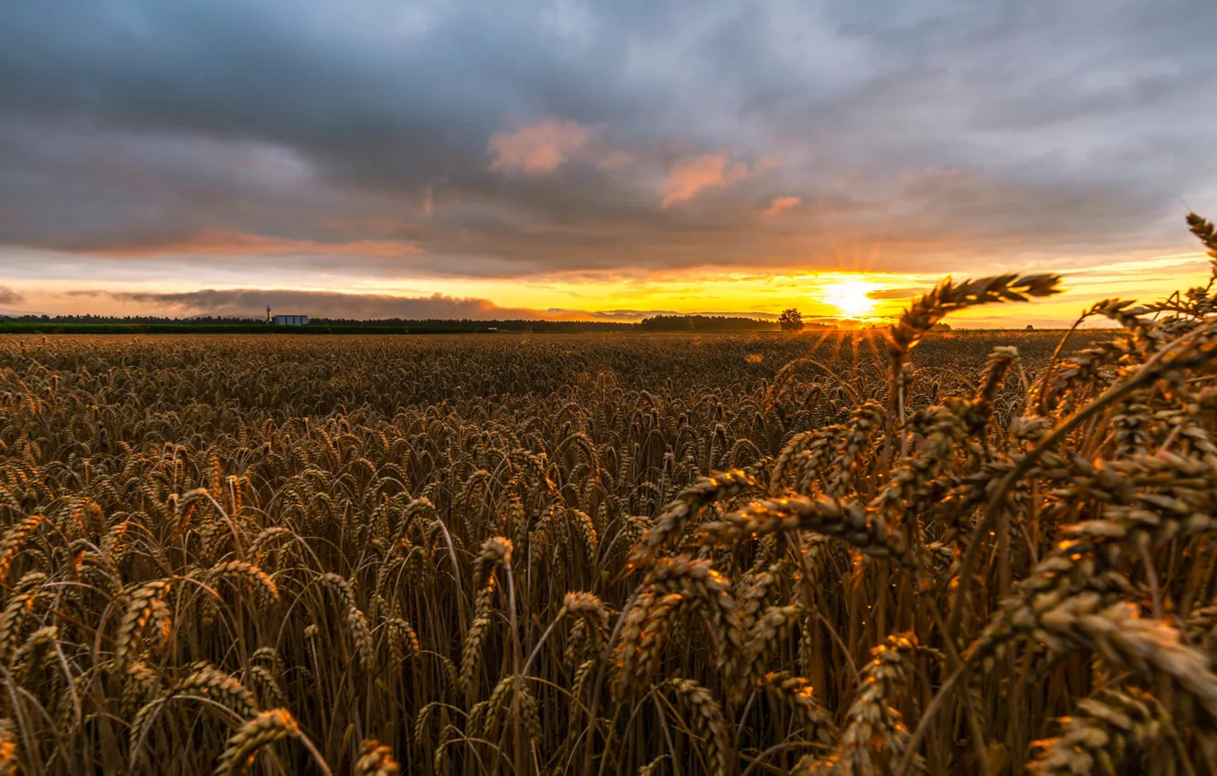 Photo wallpaper wheat, field, the sky, the sun, clouds, rays, dawn, horizon