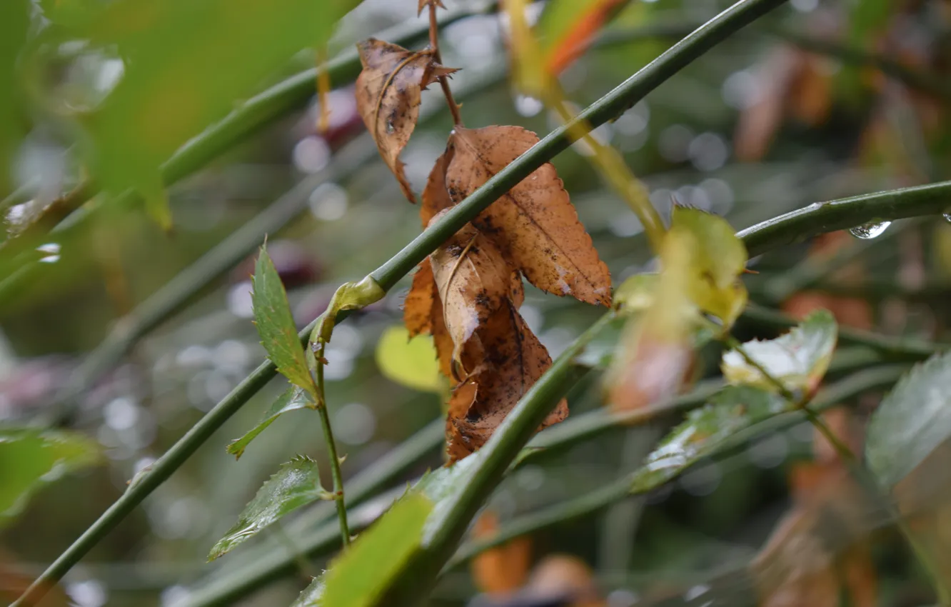 Photo wallpaper green, rain, autumn