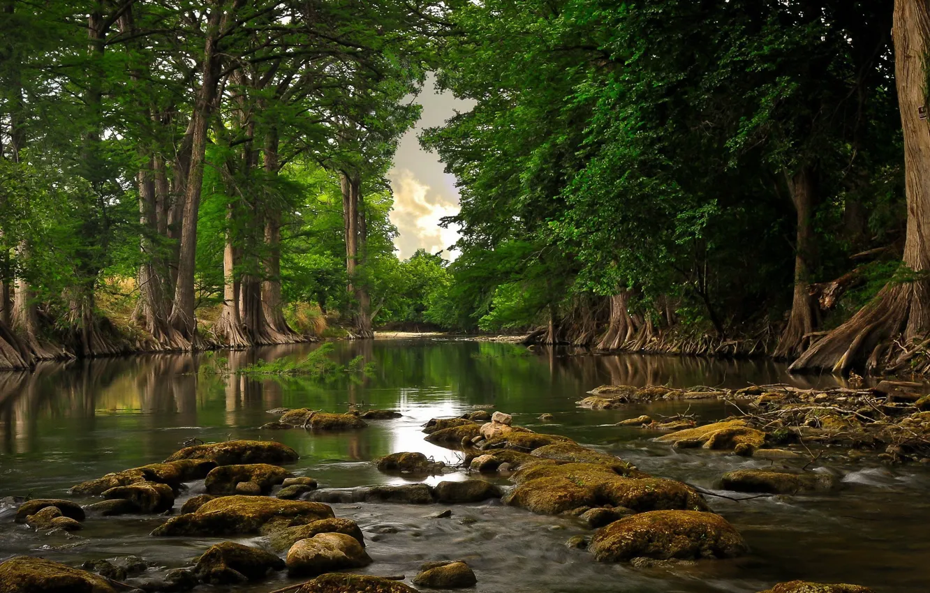 Photo wallpaper forest, water, trees, roots, river, day