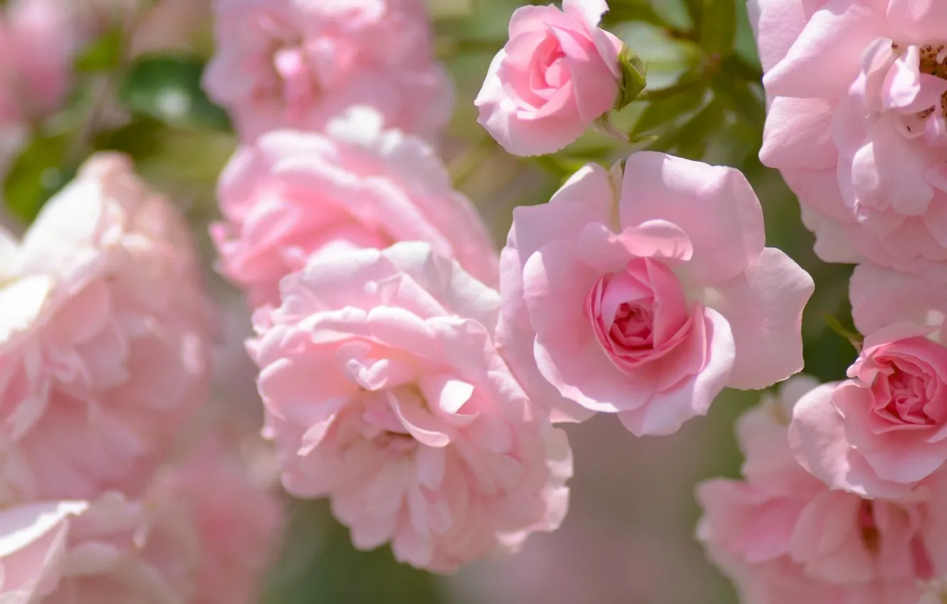 Photo wallpaper roses, petals, buds
